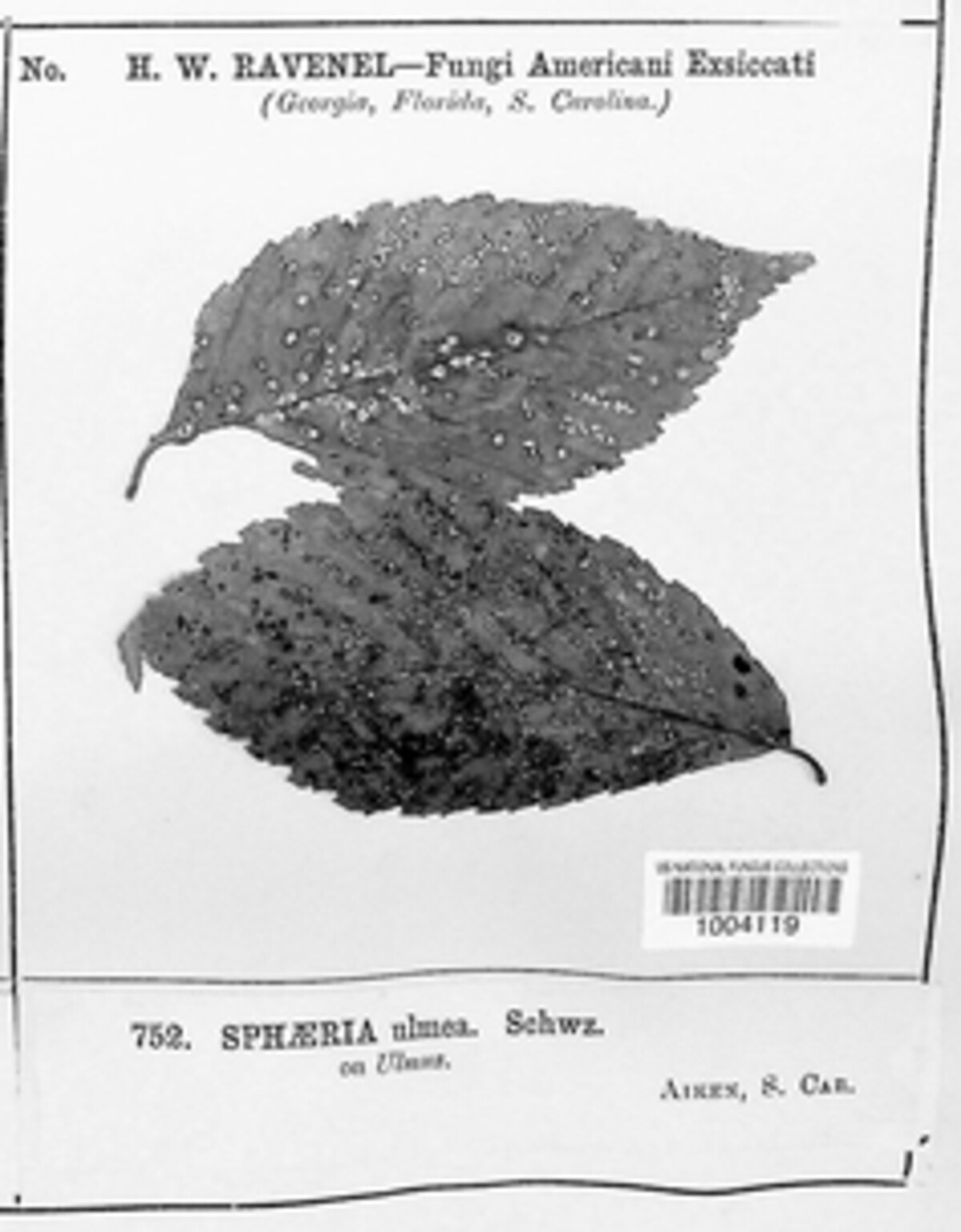 Stegophora ulmea image